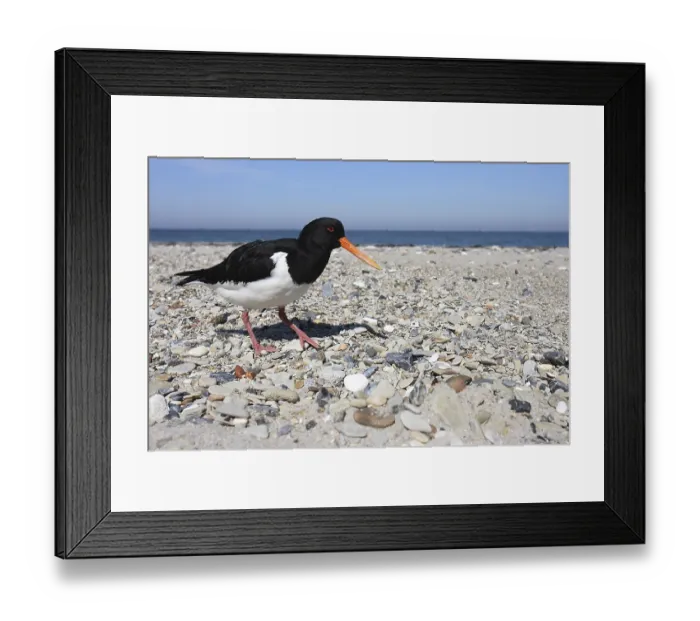 Framed Print : Oystercatcher( Haematopus ostralegus )