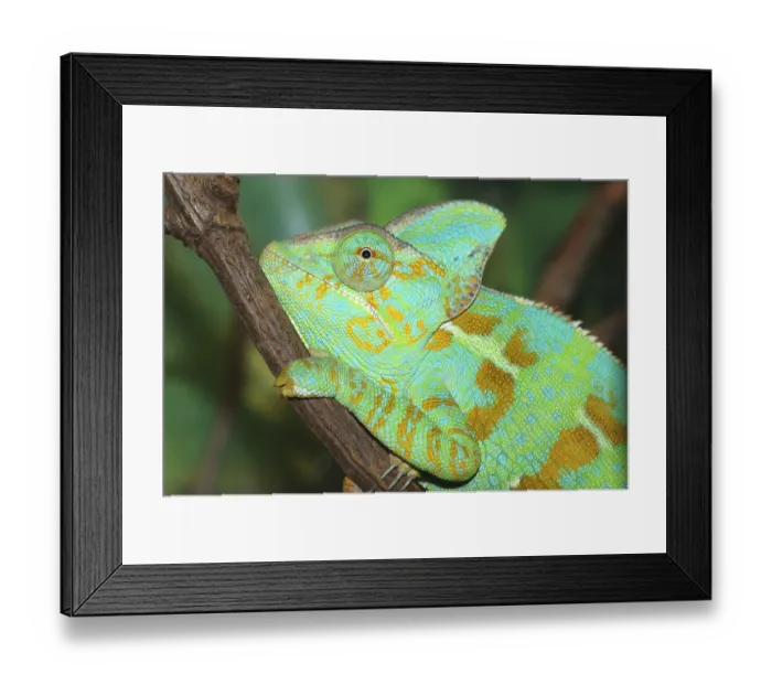 Framed Print : Yemen Chameleon (Chamaeleo calyptratus), side