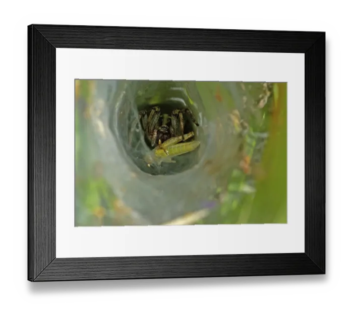 Framed Print : Ground hopper spider in web with grasshopper