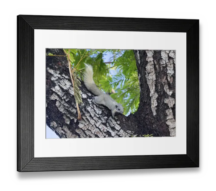 Framed Print : Grey Asian squirrel (Sciurus carolinensis) on a tree
