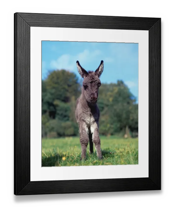 Framed Print : Donkey foal, domestic ass, Foal
