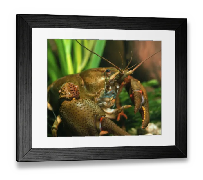 Framed Print : Crayfish (Astacus fluviatilis) Framed Print : Crayfish (Astacus fluviatilis)