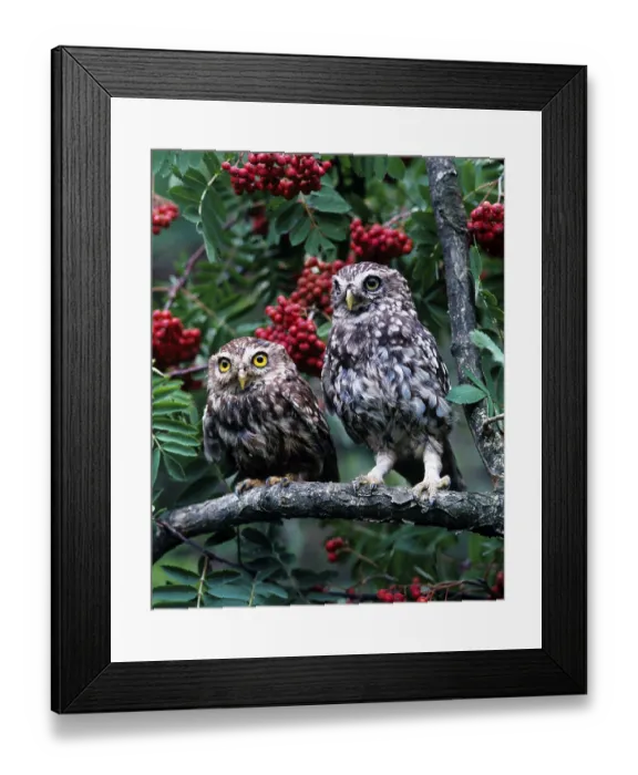 Framed Print : Little Owl (Athene noctua)