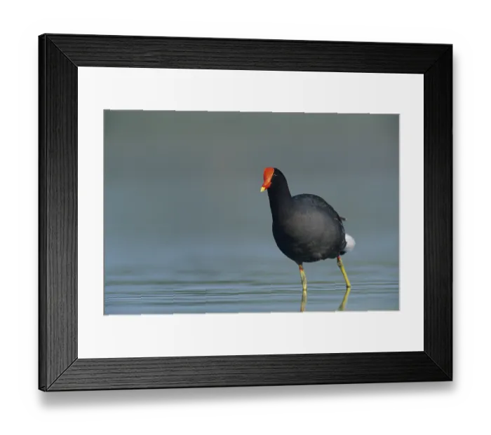 Framed Print : Common Moorhen (Gallinula chloropus)