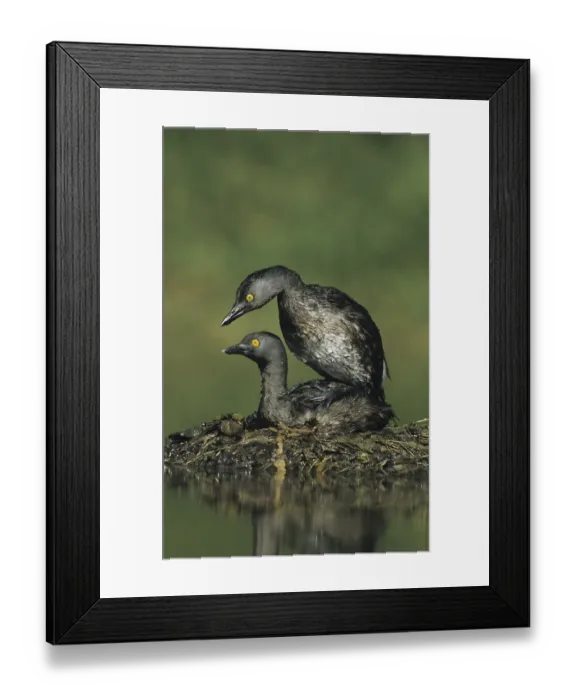 Framed Print : Least Grebe (Tachybaptus dominicus)