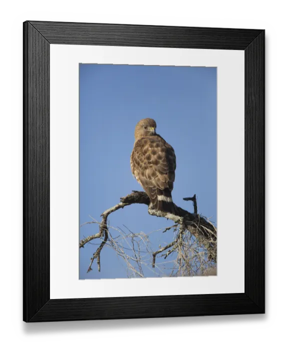 Framed Print : Broad-winged Hawk (Buteo platypterus)