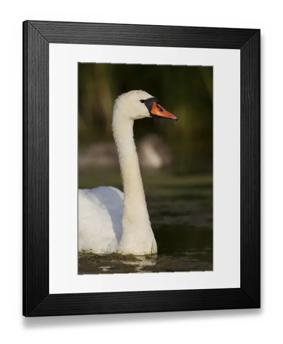 Framed Print : Mute Swan (Cygnus olor), Trelleborg Framed Print : Mute Swan (Cygnus olor), Trelleborg
