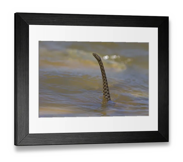 Framed Print : Dice snake (Natrix tessellata)