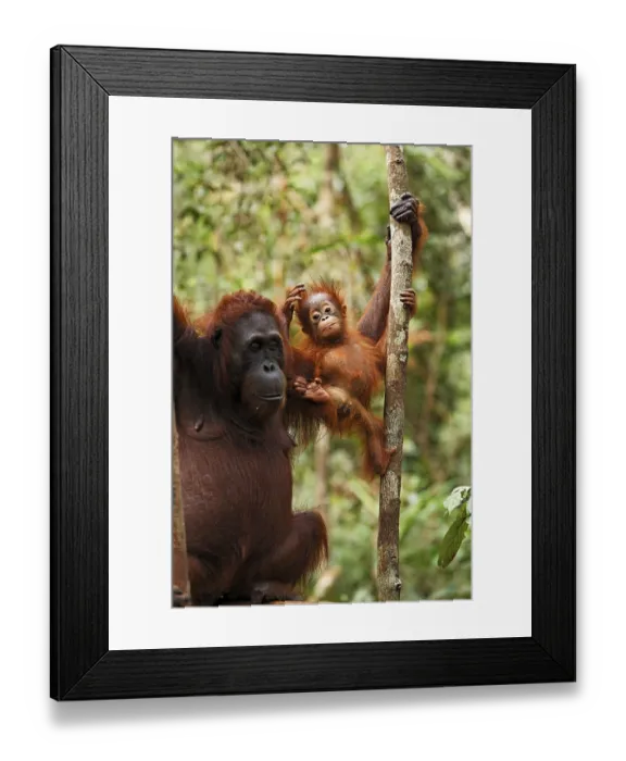 Framed Print : Orang-Utan (Pongo pygmaeus) in Tanjung Putting national park