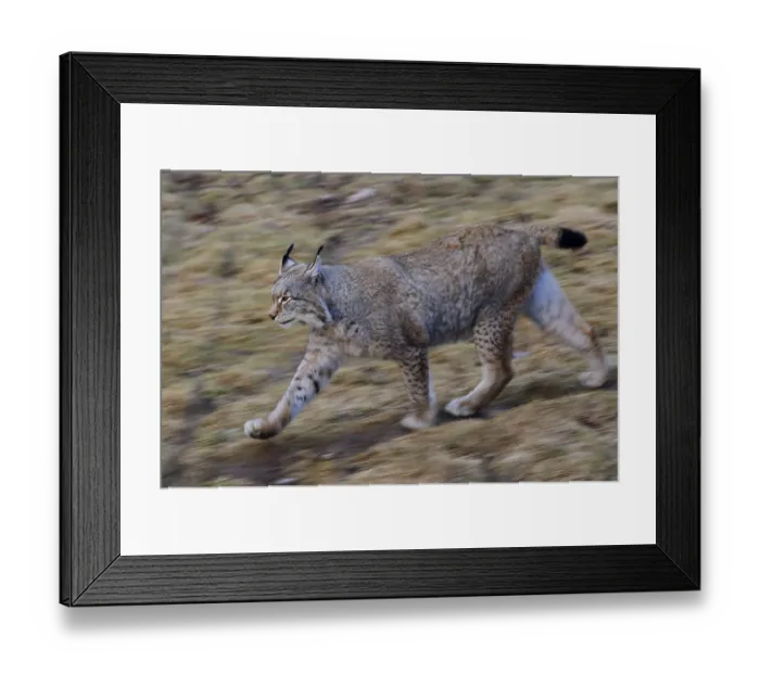 Framed Print : Eurasian lynx (Lynx lynx) (Felis lynx) Framed Print : Eurasian lynx (Lynx lynx) (Felis lynx)