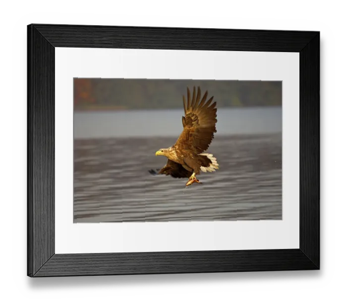 Framed Print : White-tailed Eagle (Haliaeetus albicilla)