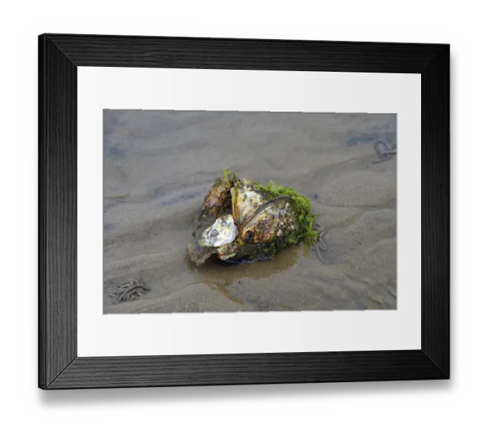 Framed Print : Wild Pacific oyster (Crassostrea gigas)