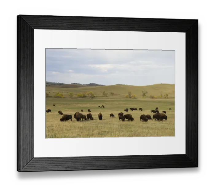 Framed Print : American Bison (Bison bison) herd Framed Print : American Bison (Bison bison) herd