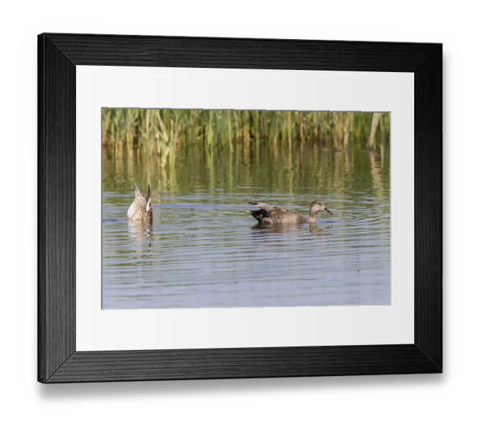 Framed Print : Mallards (Anas platyrhynchos), Fehmarn