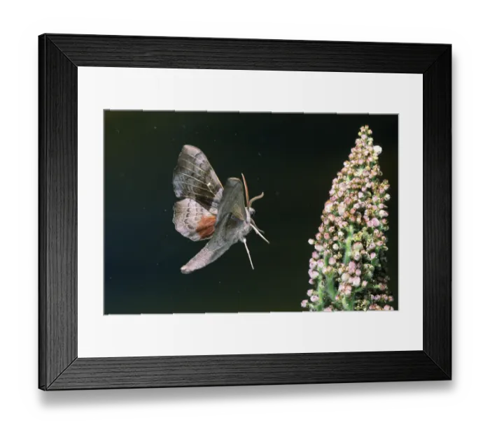 Framed Print : Poplar Hawk-mothmoth, poplar hawkmoth (Laothoe populi)