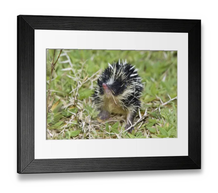 Framed Print : Lowland streaked tenrec (Hemicentetes semispinosus) Framed Print : Lowland streaked tenrec (Hemicentetes semispinosus)