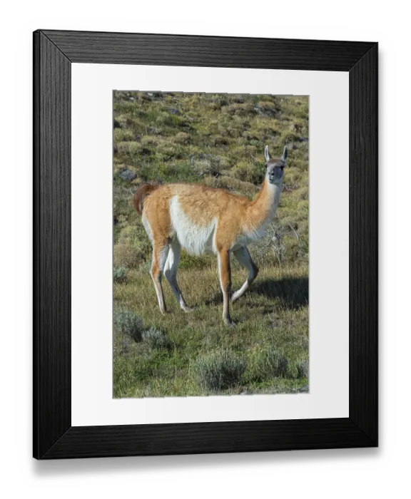 Framed Print : Guanaco (Llama guanicoe), Torres del Paine National Park