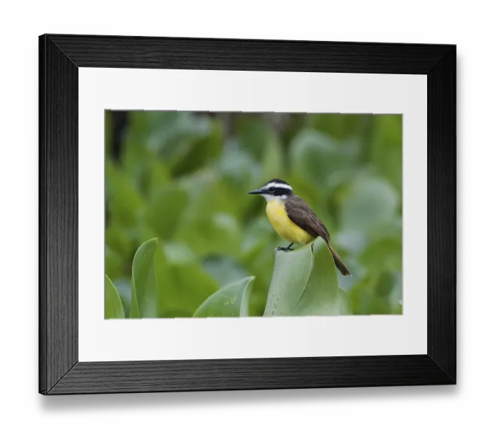 Framed Print : Great kiskadee (Pitangus sulphuratus) sitting on leaves Framed Print : Great kiskadee (Pitangus sulphuratus) sitting on leaves