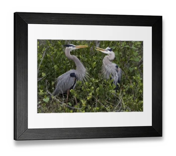 Framed Print : Ardea herodias Great blue Heron