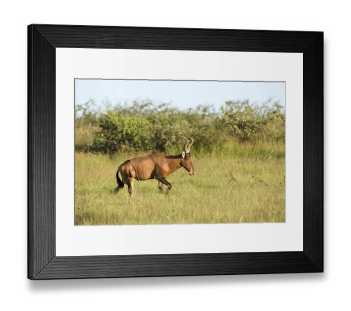 Framed Print : Captive Red Hartebeest (Alcelaphus caama) on a game ranch in Otjiwarongo