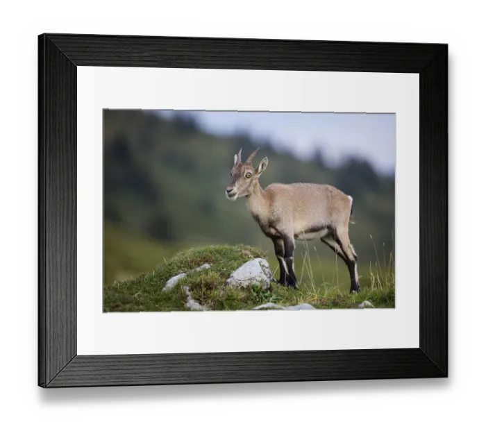Framed Print : Alpine Ibex (Capra ibex), Niederhorn, Switzerland Framed Print : Alpine Ibex (Capra ibex), Niederhorn, Switzerland