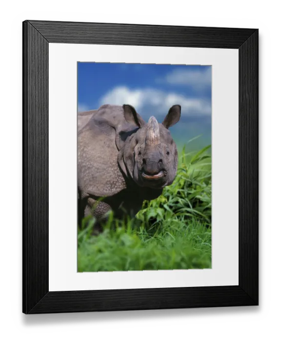 Framed Print : Indian rhinoceros (Rhinoceros unicornis) Framed Print : Indian rhinoceros (Rhinoceros unicornis)