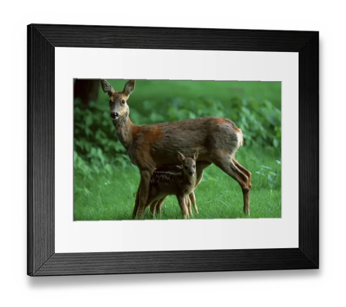 Framed Print : Roe Deer (Capreolus capreolus) Framed Print : Roe Deer (Capreolus capreolus)