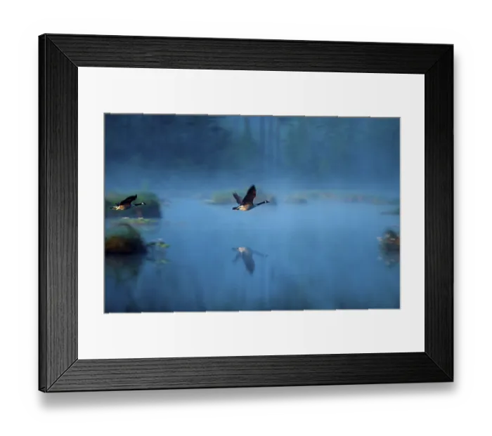 Framed Print : Canada Geese (Branta canadensis)