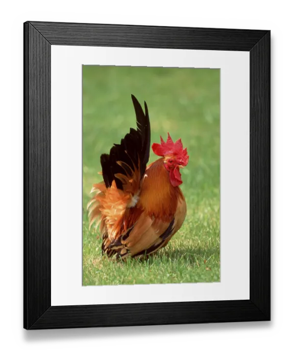 Framed Print : Chabo chicken, rooster (Gallus domesticus)