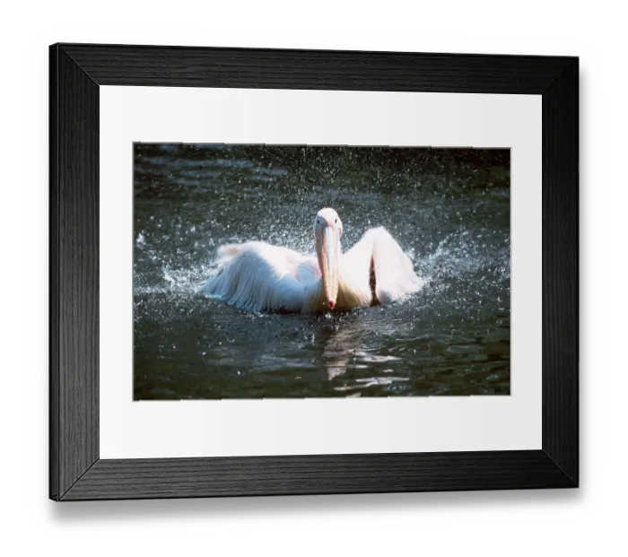 Framed Print : White Pelican (Pelecanus onocrotalus) Framed Print : White Pelican (Pelecanus onocrotalus)