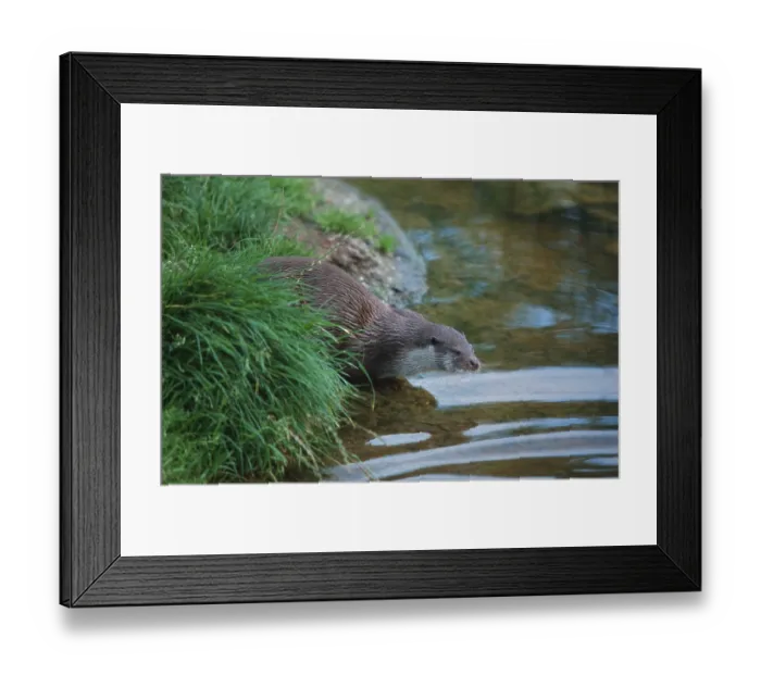 Framed Print : European Otter (Lutra lutra), River Otter