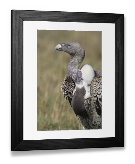Framed Print : Sparrowhawk (Gyps rueppelli), Maasai Mara Game Reserve Framed Print : Sparrowhawk (Gyps rueppelli), Maasai Mara Game Reserve