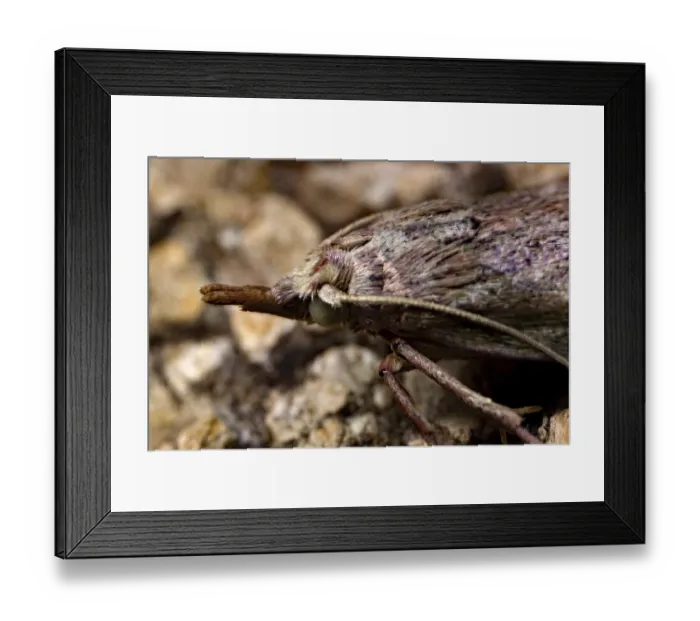 Framed Print : Bee moth (Aphomia sociella)