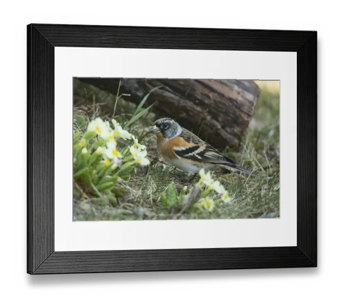 Framed Print : Brambling (Fringilla montifringilla)