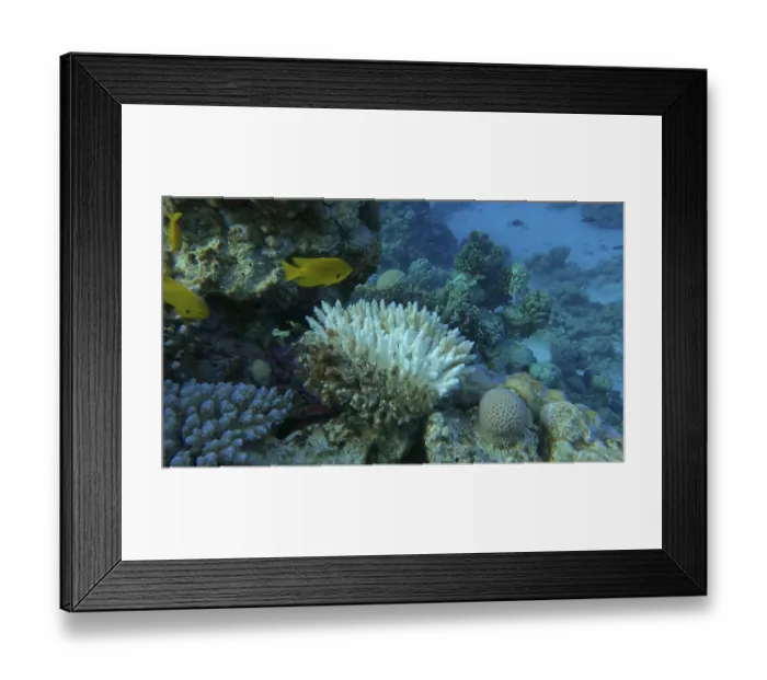 Framed Print : Bleaching and death of corals from excessive seawater heating due to climate change and global warming Framed Print : Bleaching and death of corals from excessive seawater heating due to climate change and global warming