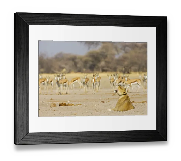 Framed Print : Lion, Lioness (Panthera leo) Nxai Pan Framed Print : Lion, Lioness (Panthera leo) Nxai Pan