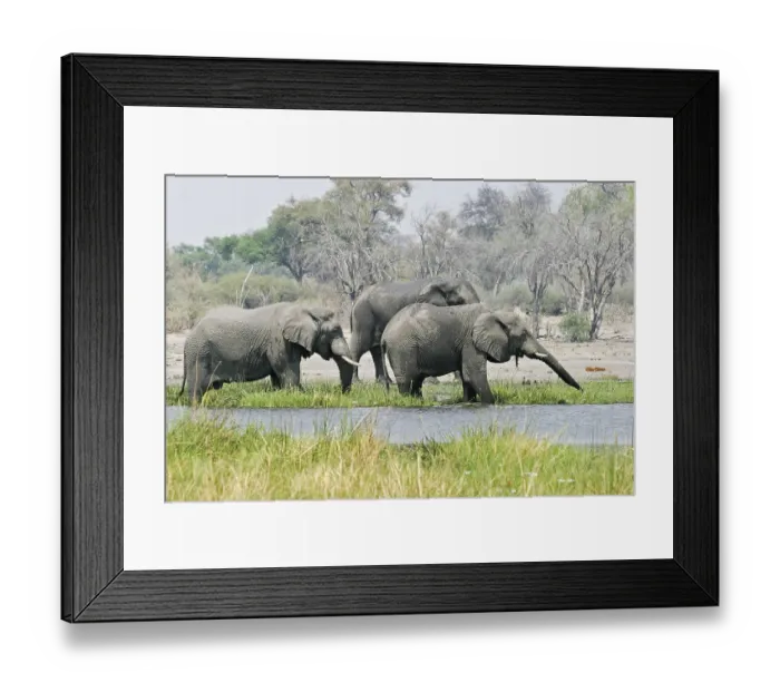 Framed Print : African Elephants (Loxodonta africana) eat and drink Framed Print : African Elephants (Loxodonta africana) eat and drink