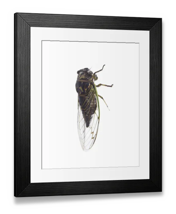 Framed Print : Annual Cicada, Tibicen canicularis isolated on white background Framed Print : Annual Cicada, Tibicen canicularis isolated on white background