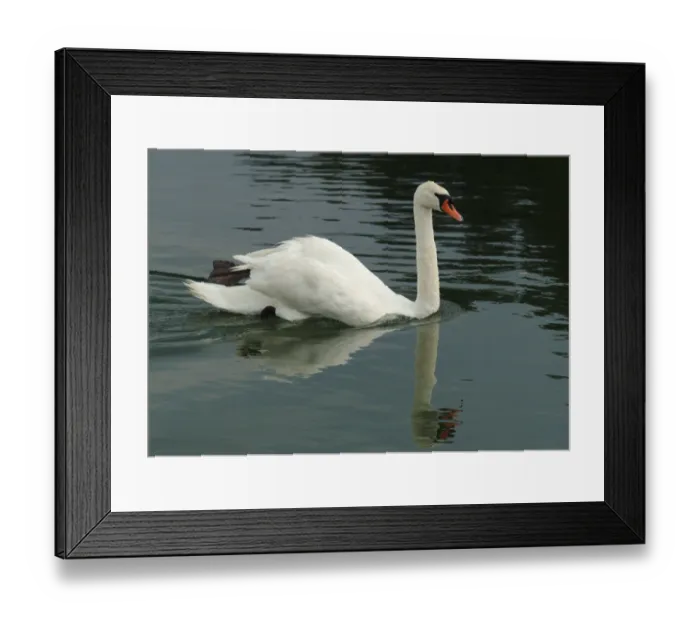 Framed Print : Mute Swan (Cygnus olor) Framed Print : Mute Swan (Cygnus olor)