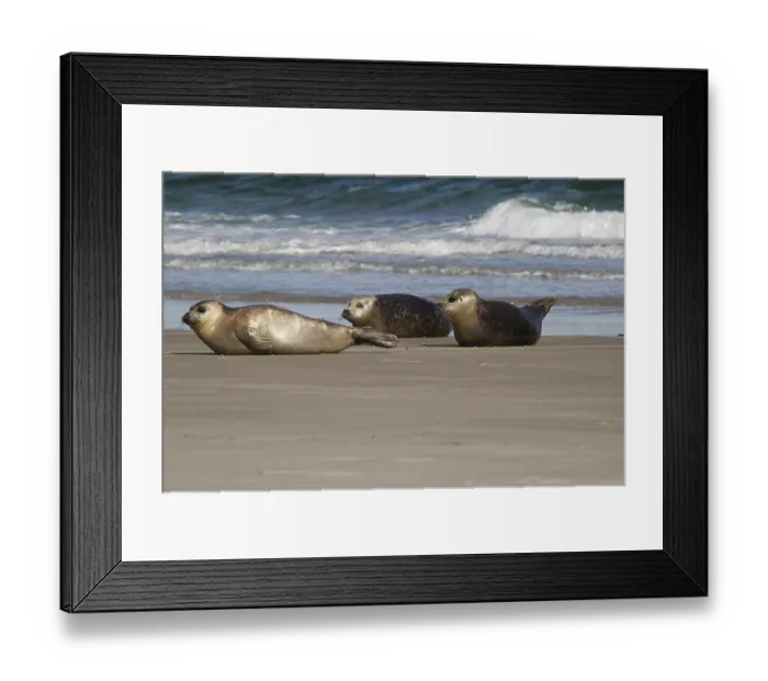 Framed Print : Common Seals (Phoca vitulina), Helgoland Island Framed Print : Common Seals (Phoca vitulina), Helgoland Island