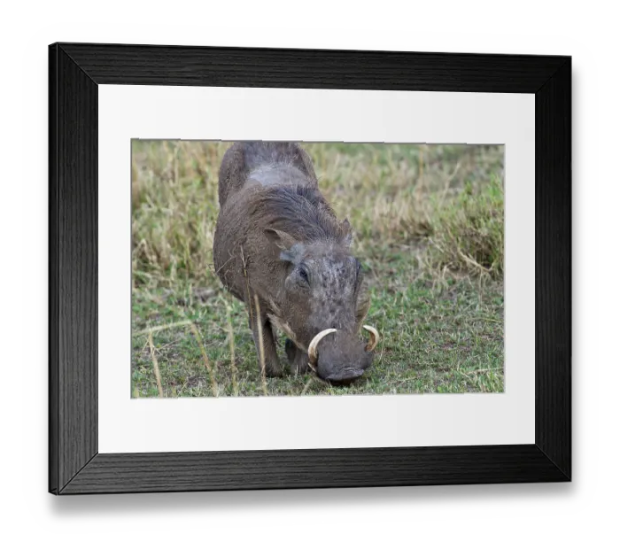 Framed Print : Warthog (Phacochoerus africanus) Framed Print : Warthog (Phacochoerus africanus)