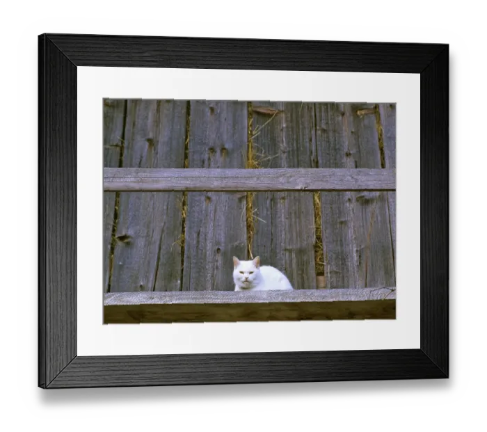 Framed Print : Cat at a old farmhouse, Studor, Slovenia