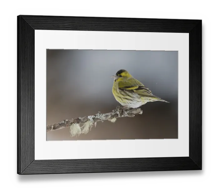 Framed Print : Eurasian siskin (Carduelis spinus) male sitting on twig in winter