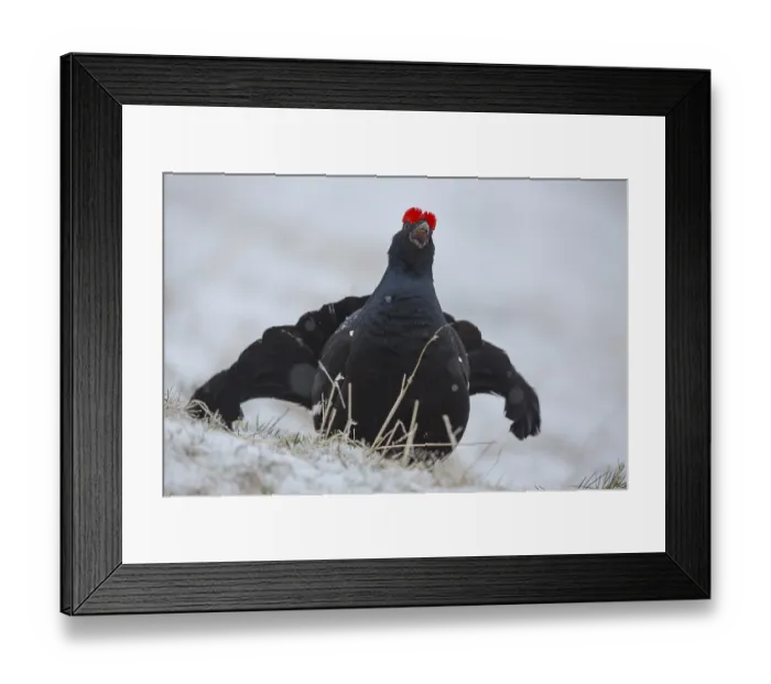 Framed Print : Black grouse (Lyrurus tetrix) courting cock crowing in the snow