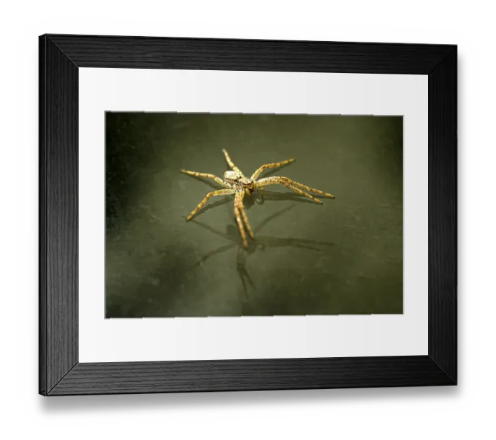 Framed Print : A Spider (Dolomedes fimbratus) sitting on Glas Framed Print : A Spider (Dolomedes fimbratus) sitting on Glas
