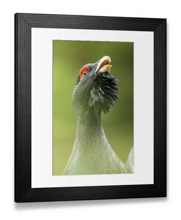 Framed Print : Western capercaillie (Tetrao urogallus)