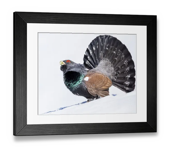 Framed Print : Western capercaillie (Tetrao urogallus) Framed Print : Western capercaillie (Tetrao urogallus)