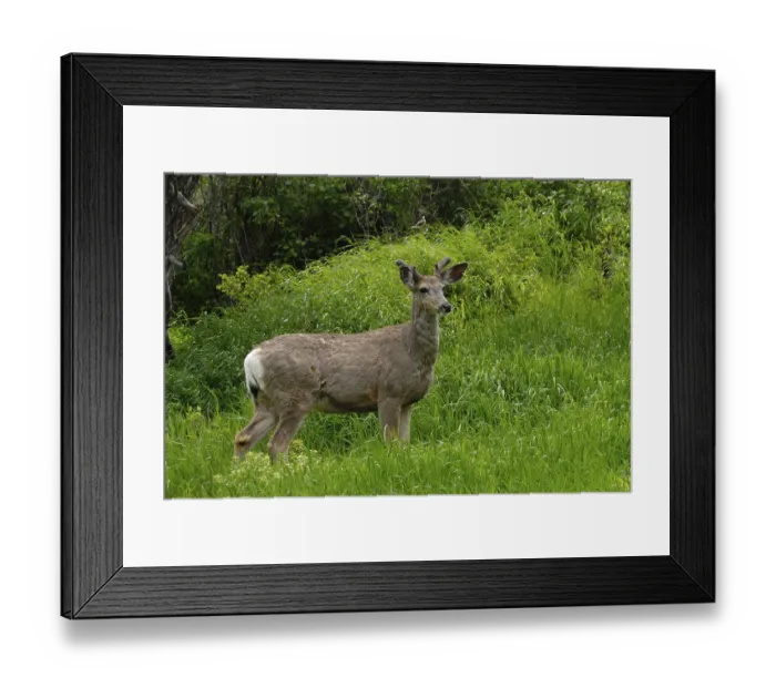 Framed Print : Mule deer (Odocoileus hemionus)