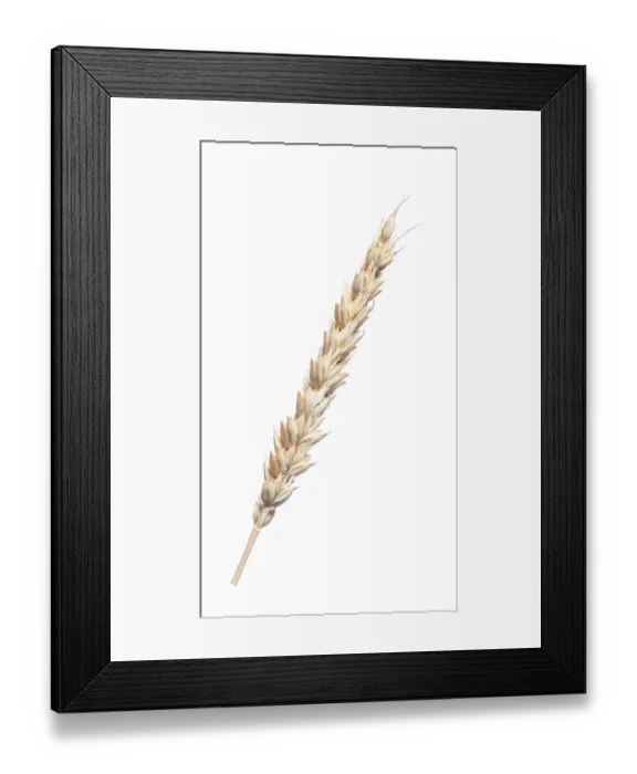 Framed Print : Rye ear isolated on white