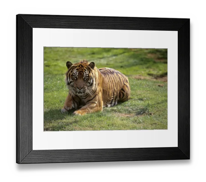 Framed Print : Young Sumatran tiger (Panthera tigris sumatrae)